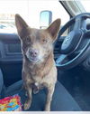 adoptable Dog in , AB named Rocky Brown