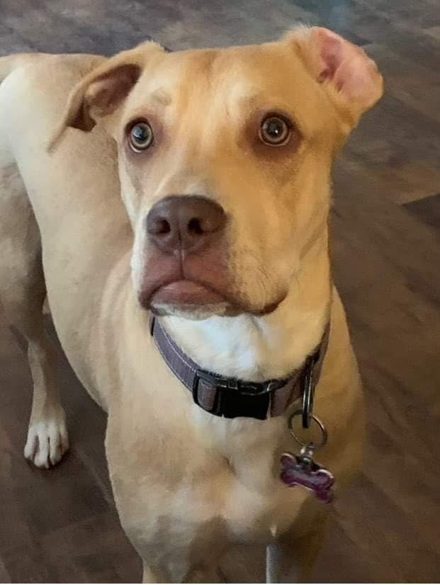 adoptable Dog in Calgary, AB named Penny (Paula)