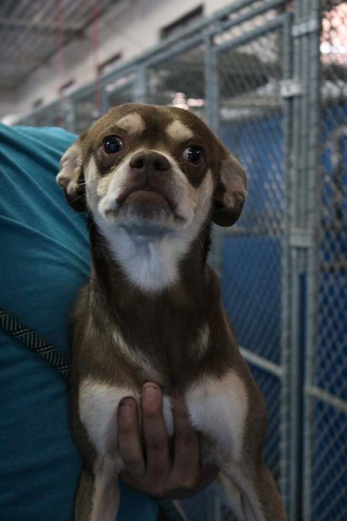 MOCHA - Terrier available for adoption