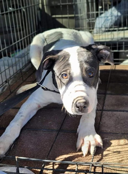 CARTMAN - Border Collie available for adoption