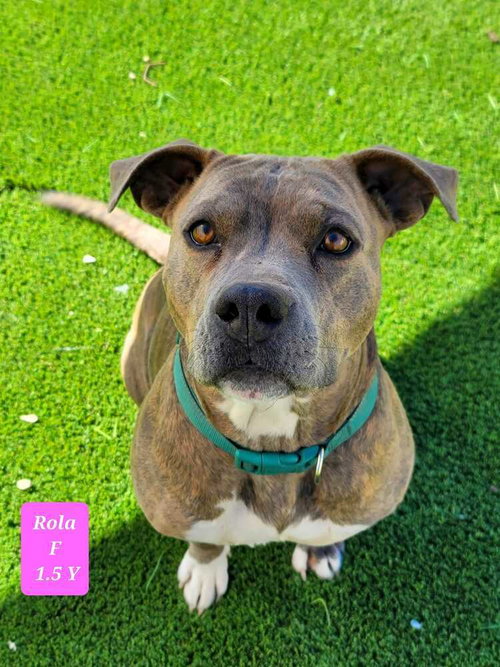 ROLA - Pit Bull Terrier available for adoption