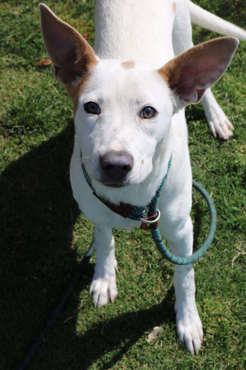 ADDY - Terrier / Rat Terrier available for adoption