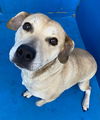 adoptable Dog in , AB named Esme