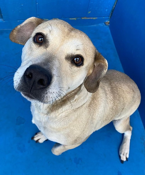 ESME - Terrier / Labrador Retriever available for adoption