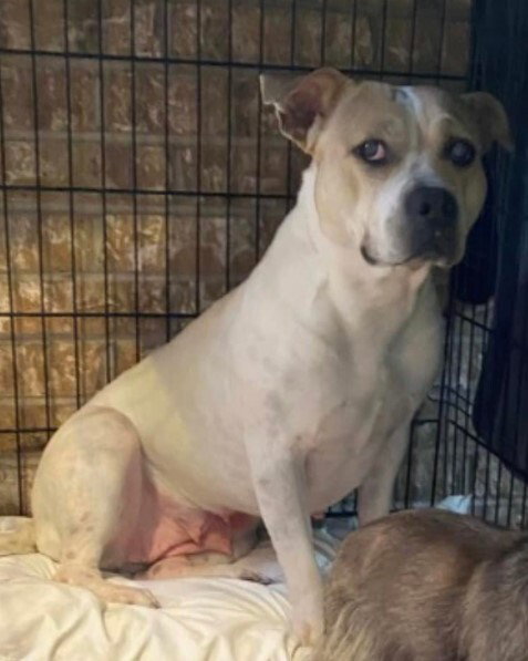 WAVERLY - Pit Bull Terrier available for adoption