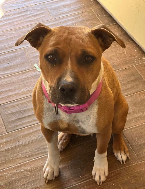 LUPE - Pit Bull Terrier available for adoption
