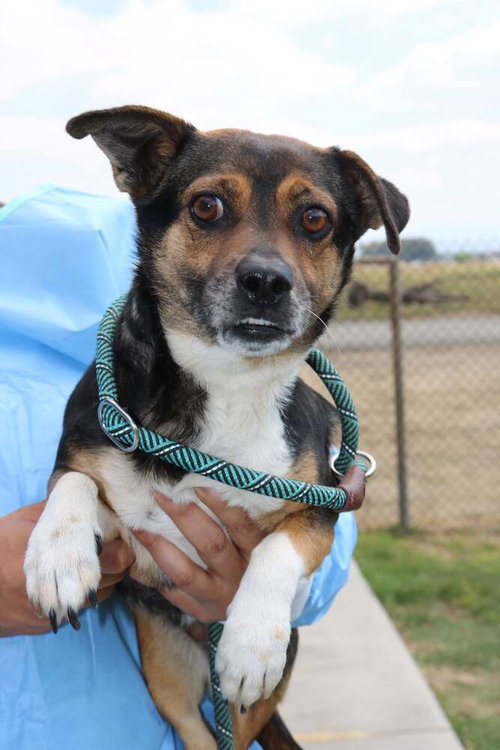 ISLA - Terrier / Chihuahua available for adoption