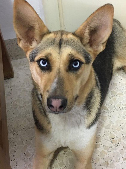 LATIFA - Shepherd available for adoption