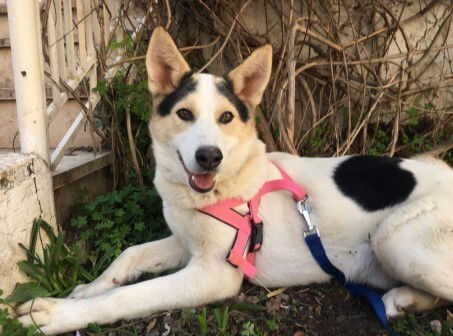 adoptable Dog in Calgary, AB named Foxy