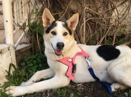 FOXY - Terrier available for adoption