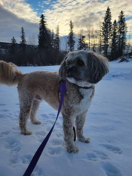 BUD (LITTLE) - Shih Tzu available for adoption