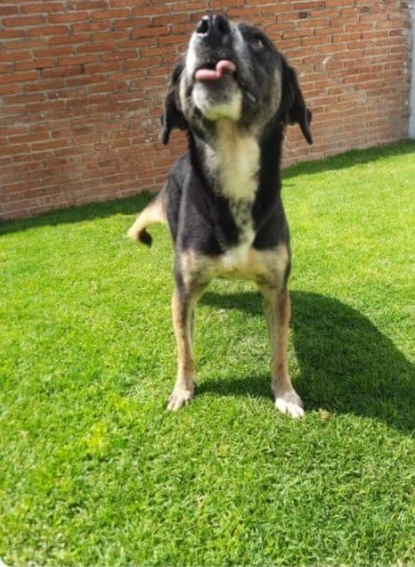 PEPA - Shepherd available for adoption