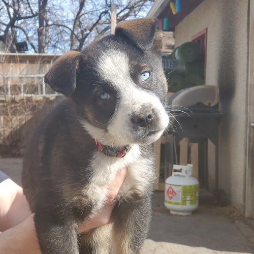NOVA (PUP 4 RED) - Husky / Shepherd available for adoption