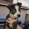 Nova (Pup 4 RED) - Photo 2