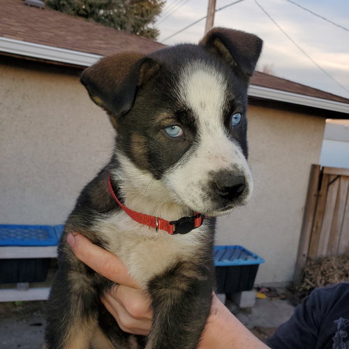 NOVA (PUP 4 RED) - Husky / Shepherd available for adoption