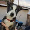 Nova (Pup 4 RED) - Photo 3