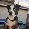 Nova (Pup 4 RED) - Photo 4