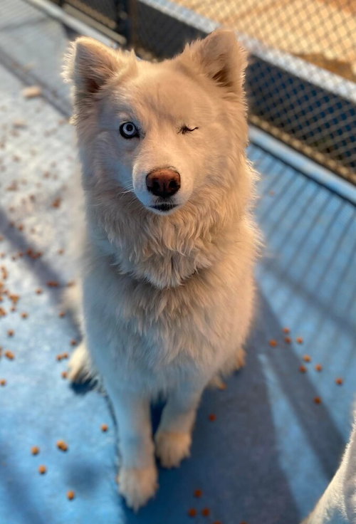 NALA - Husky available for adoption