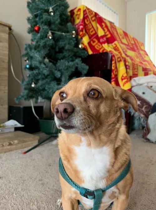 BUTTERCUP - Chihuahua / Terrier available for adoption