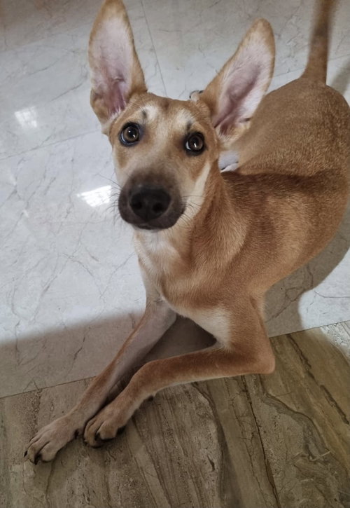 BROWNIE - Terrier available for adoption