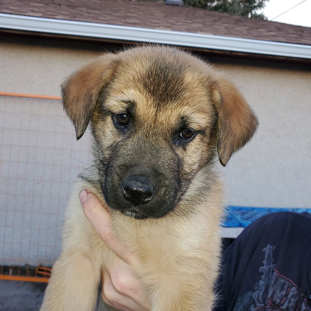 adoptable Dog in Calgary, AB named Cleo (Pup 1 GREEN)