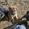 Cleo (Pup 1 GREEN) - Photo 4