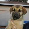 Cleo (Pup 1 GREEN) - Photo 5