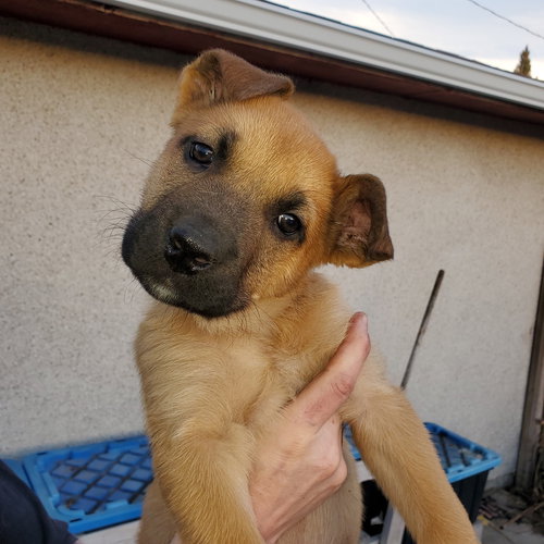 PUP 7 LIGHT BLUE - Shepherd / Husky available for adoption