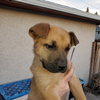 Pup 7 LIGHT BLUE - Photo 2