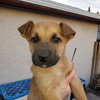 Pup 7 LIGHT BLUE - Photo 3