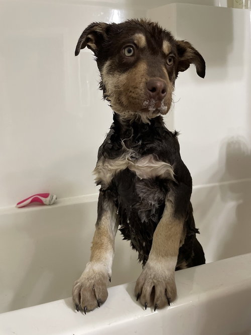 CHERYL - Terrier available for adoption