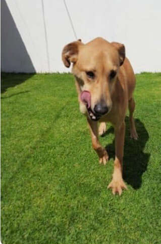 TRUENO - Labrador Retriever available for adoption