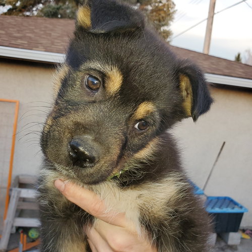 KINGSTON (PUP 6 LIME GREEN) - Husky / Shepherd available for adoption