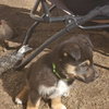 Kingston (Pup 6 LIME GREEN) - Photo 2