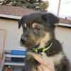 Kingston (Pup 6 LIME GREEN) - Photo 3