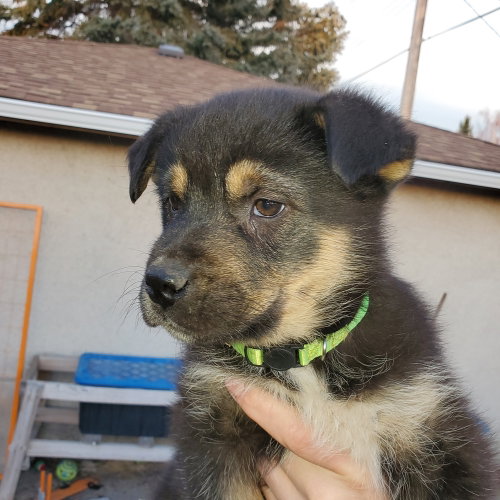 Photo 3 of Kingston (Pup 6 LIME GREEN)