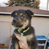 Kingston (Pup 6 LIME GREEN) - Photo 4