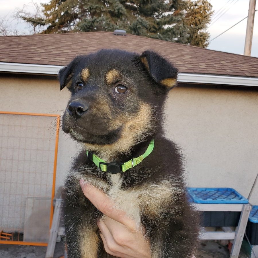 Kingston (Pup 6 LIME GREEN)