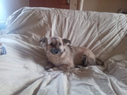 MINI - Terrier available for adoption