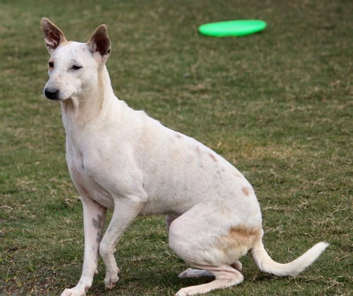 CHARLIE - Terrier available for adoption