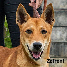 ZAFRANI - Jindo (Korean) available for adoption