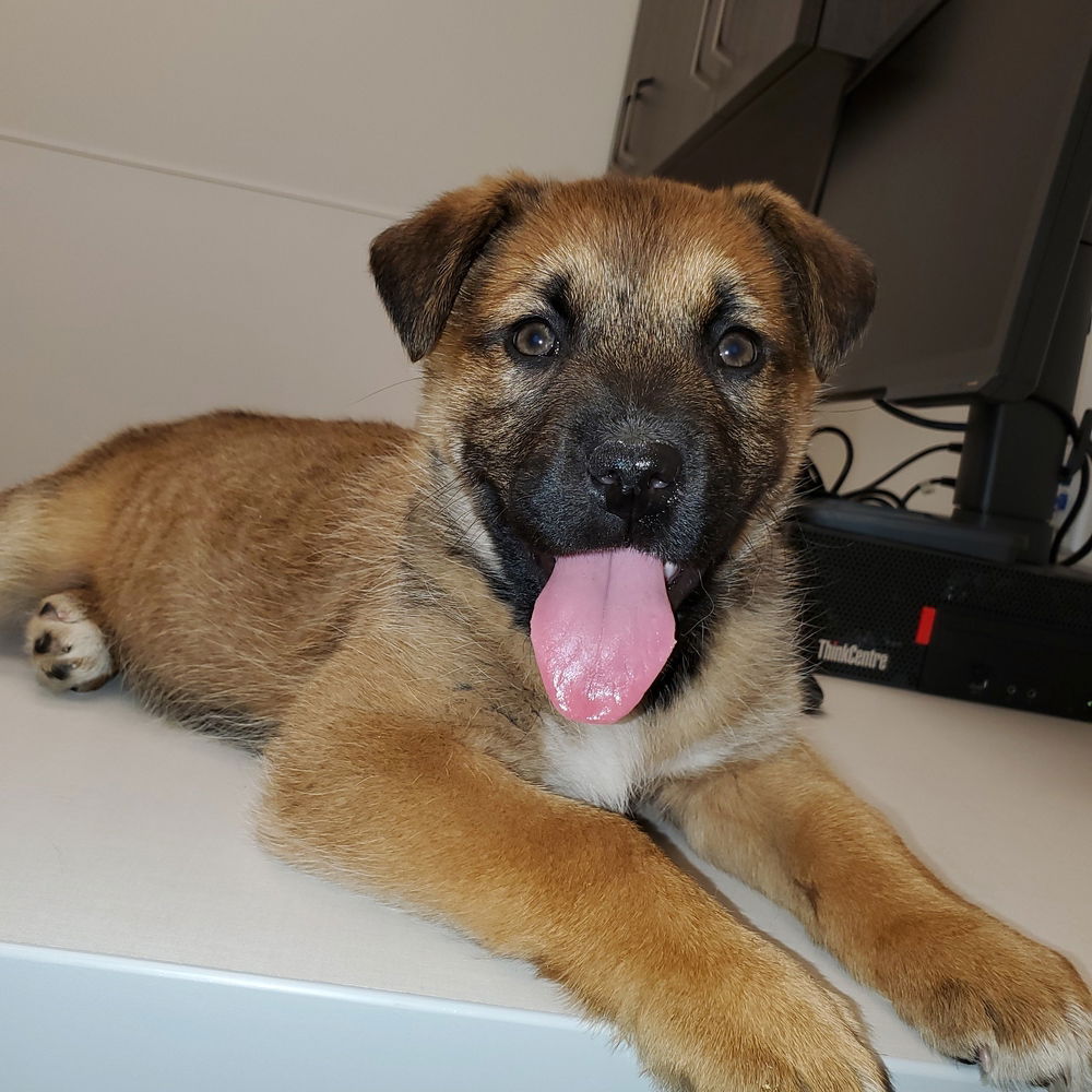 adoptable Dog in Calgary, AB named Charlotte (Pup 3 PINK)