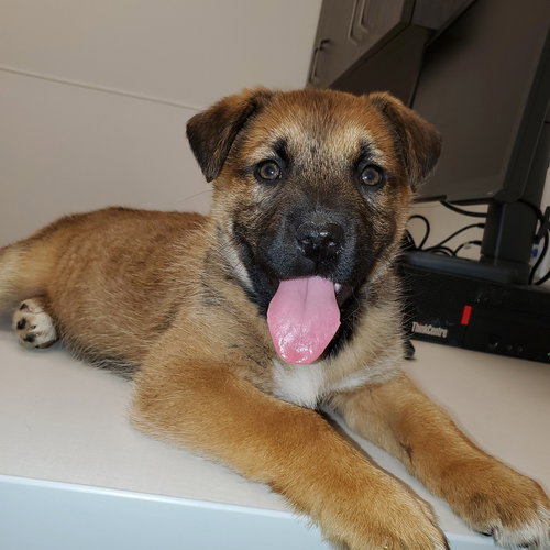 CHARLOTTE (PUP 3 PINK) - Shepherd / Husky available for adoption