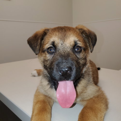 CHARLOTTE (PUP 3 PINK) - Shepherd / Husky available for adoption