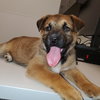 Charlotte (Pup 3 PINK) - Photo 3