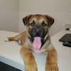 Charlotte (Pup 3 PINK) - Photo 4