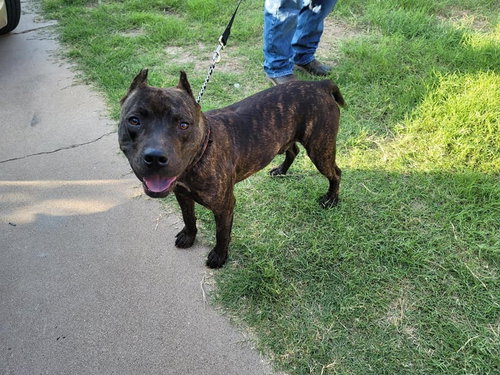 DUKE - Cane Corso Mastiff available for adoption
