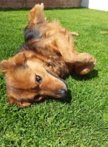 EULOGIO - Golden Retriever available for adoption
