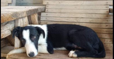 DASH - Border Collie available for adoption