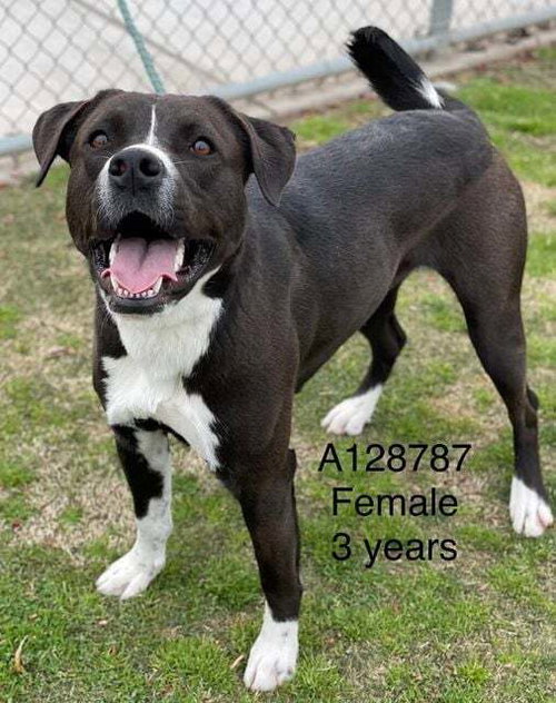 ROBIN - Pit Bull Terrier available for adoption